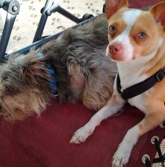 Meet your Posher, Cindy - Picture 1 of 1